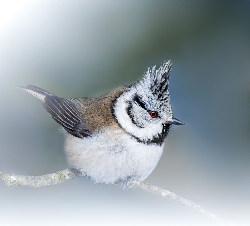 crested tit, birds, birdwatching, wildlife, winter, зима, птицы, синица, гренадерка, фотоохота, природа photo preview