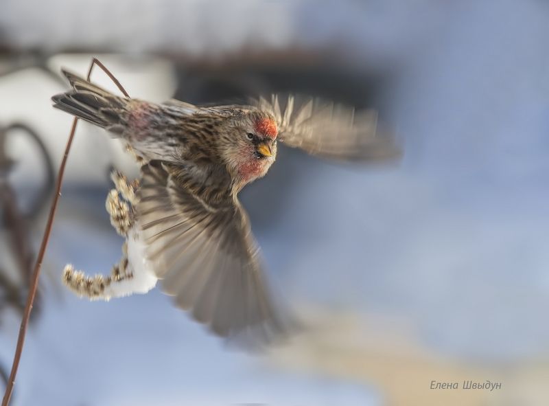 bird of prey, animal, birds, bird, animal wildlife, nature, animals in the wild, чечётка, птицы, птица, common redpoll От винта!photo preview