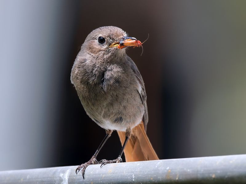 Black Redstartphoto preview