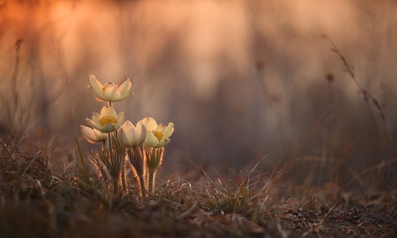 подснежник, сон-трава, прострел, весна, лес, цветы Однажды вечером... фото превью