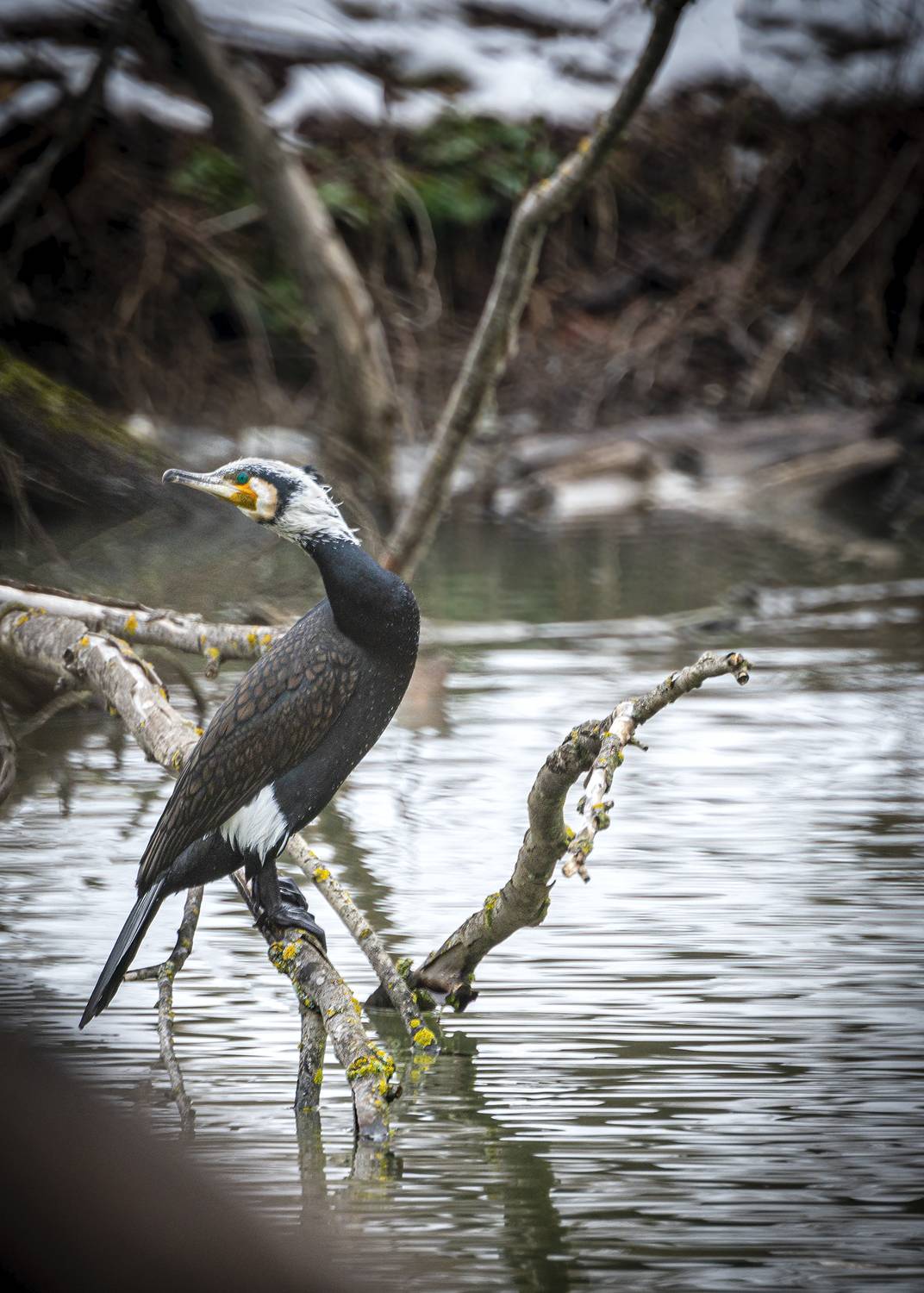 Автор: Алексей Рыльский , Алексей Рыльский