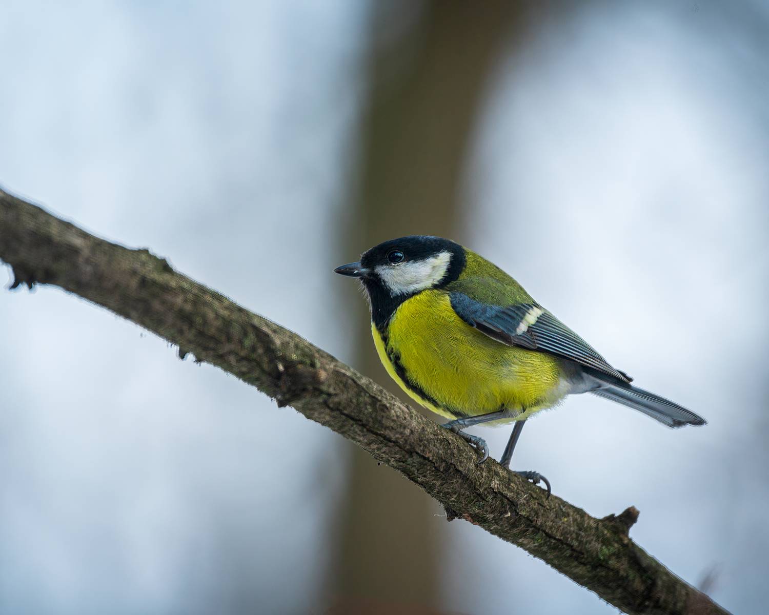 Автор: Алексей Рыльский большая синица, Алексей Рыльский