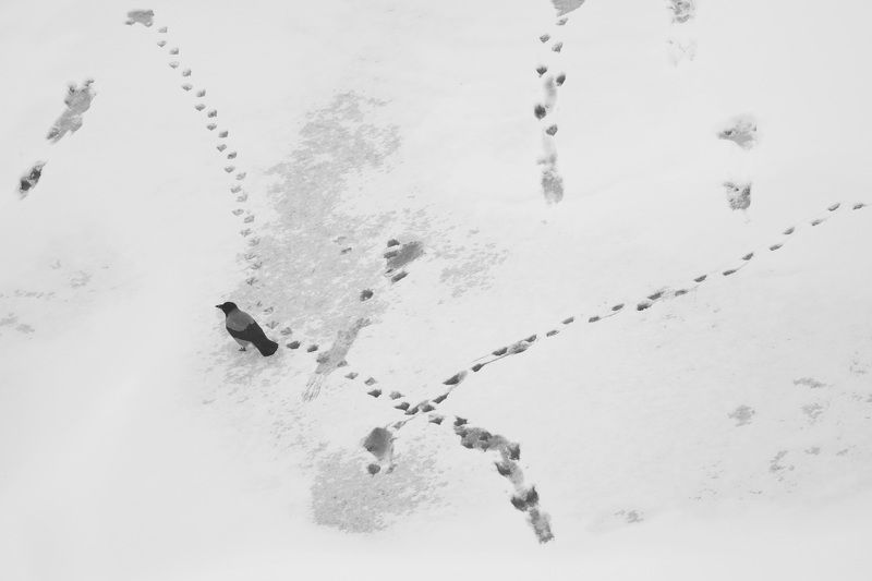 Следыphoto preview