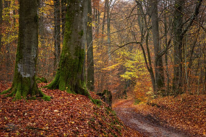 forest,woods,woodland,trees,colorful,autumn,autumnal On the Way to... фото превью