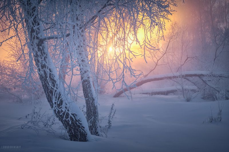 туман, иней, зима, мороз, рассвет ***photo preview