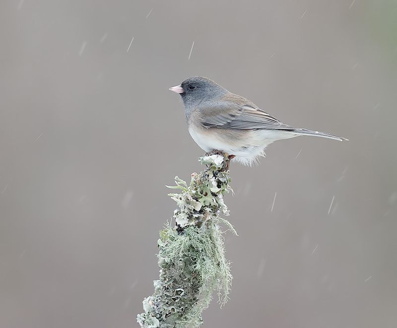 юнко,dark-eyed junco, junco, зима Dark-eyed Junco -Юнкоphoto preview