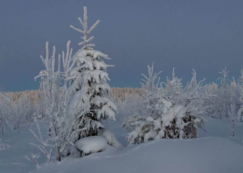 зима, снег, мороз, иней, сугроб, вечер В ожидании звездphoto preview