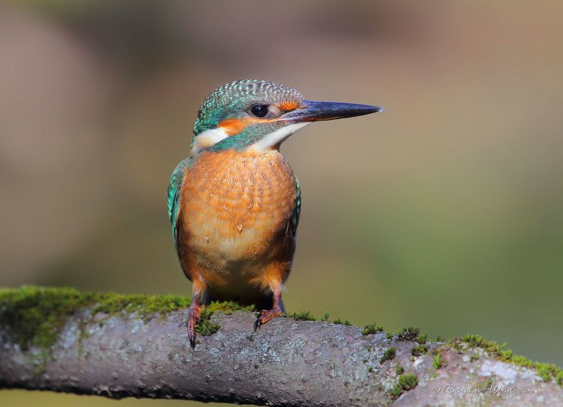 Молодёж с мокрым носомphoto preview