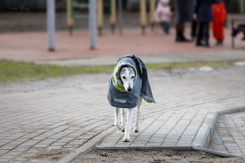 Калининград, собака, прогулка, выгул, фотография, город, одежда, холодно, Свирин Вадим, Россия, Kaliningrad, dog, walk, walking, photography, city, clothing, cold, Vadim Svirin, Russia На прогулке.photo preview