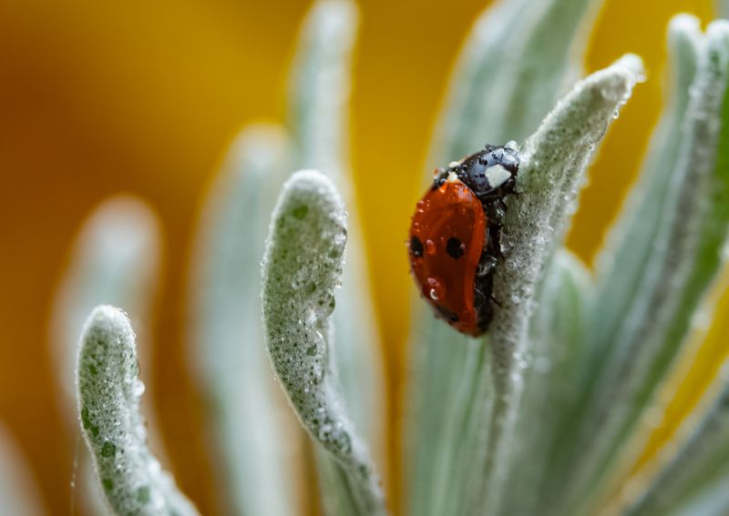 макро, насекомые Промоклаphoto preview