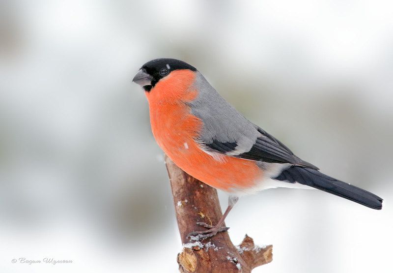 Снегирьphoto preview