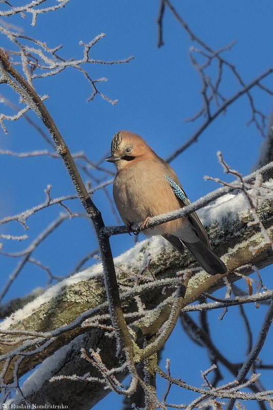 сойка, птицы, птица Сойкаphoto preview