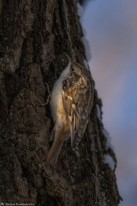 пищуха, птицы, птица Пищухаphoto preview