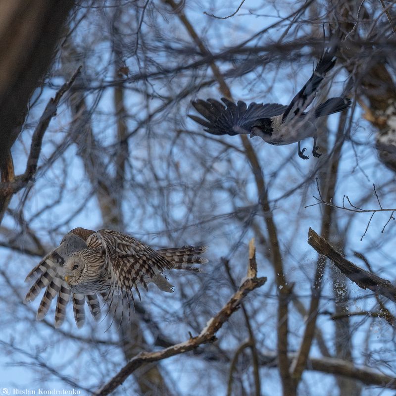 длиннохвостая неясыть, сова, птица, птицы Длиннохвостая неясытьphoto preview