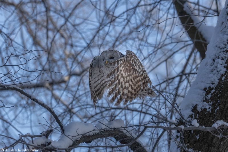 длиннохвостая неясыть, сова, птица, птицы Длиннохвостая неясытьphoto preview