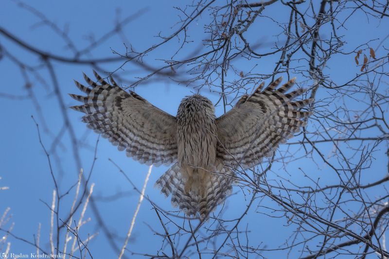длиннохвостая неясыть, сова, птица, птицы Длиннохвостая неясытьphoto preview