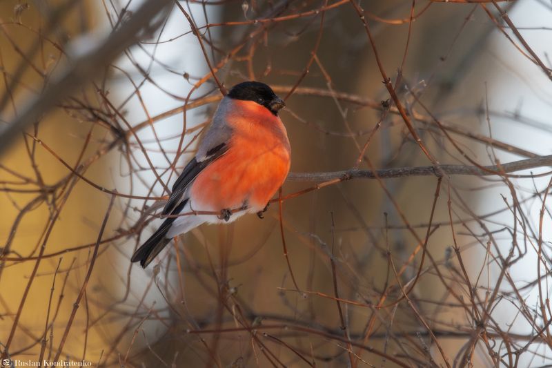 снегирь, птица, птицы Снегирьphoto preview