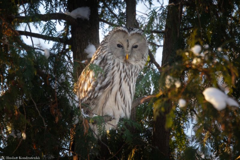 длиннохвостая неясыть, сова, птица, птицы Длиннохвостая неясытьphoto preview