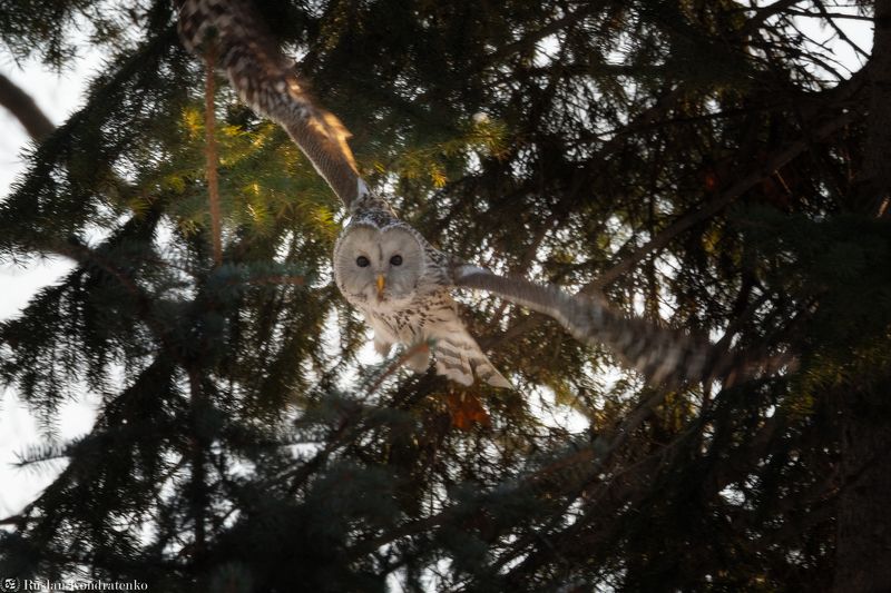 длиннохвостая неясыть, сова, птица, птицы Длиннохвостая неясытьphoto preview
