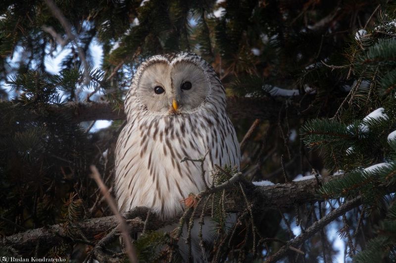 длиннохвостая неясыть, сова, птица, птицы Длиннохвостая неясытьphoto preview