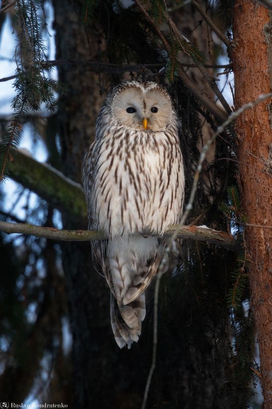 длиннохвостая неясыть, сова, птица, птицы Длиннохвостая неясытьphoto preview