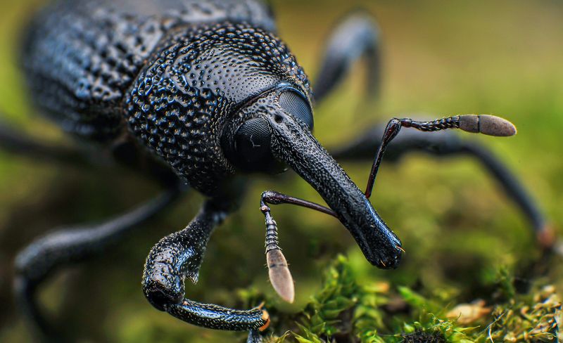 macro, insect, weevil, nature Weevilphoto preview