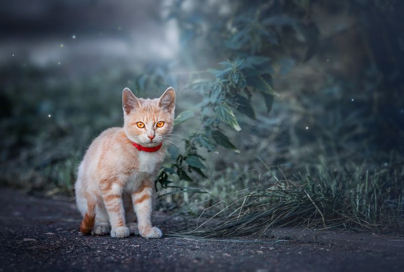 Рыжий котенокphoto preview