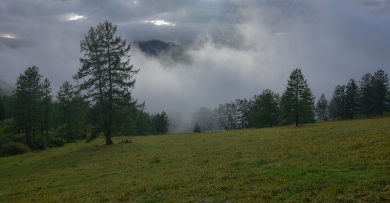 россия, алтай, горный алтай, лето, туман, лес, лиственницы, горы Туман после дождяphoto preview