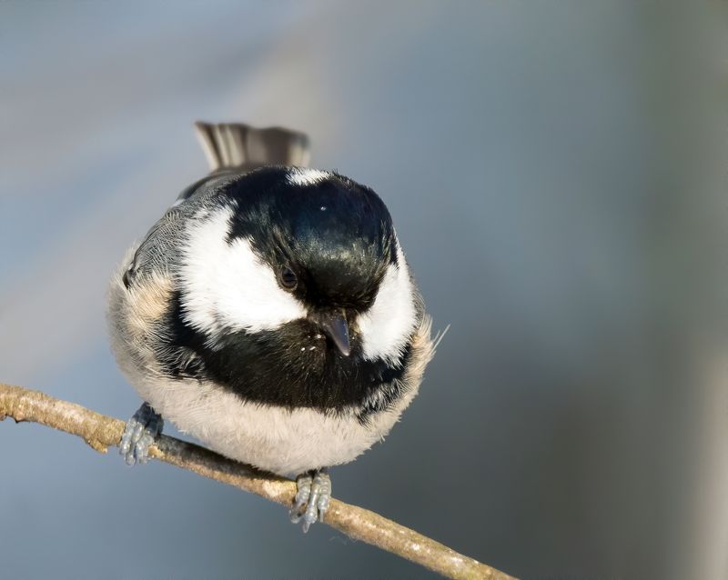 crested tit, birds, birdwatching, wildlife, winter, зима, птицы, синица, московка, фотоохота, природа Coil Tit (Московка)photo preview