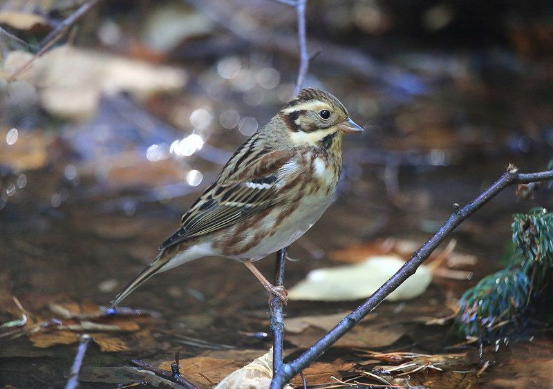 овсянка, овсянка-ремез овсянка-ремезphoto preview