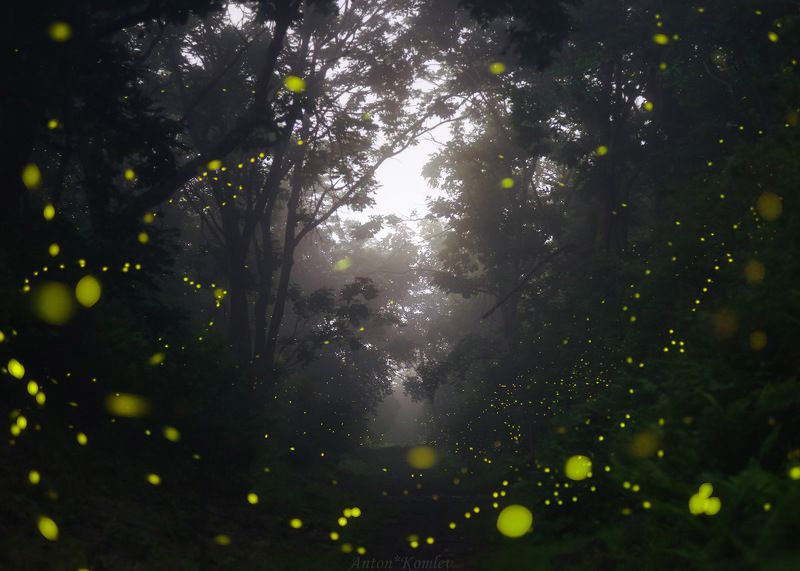 ночь, светлячки, природа, лес, приморский край, firefly, night Ночь танцующих светлячковphoto preview