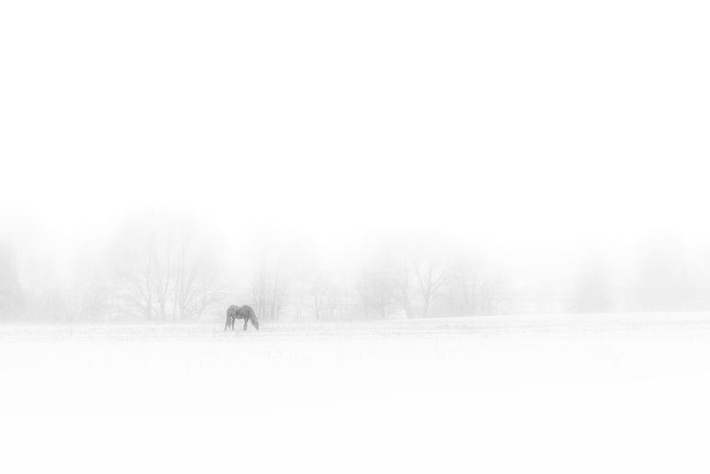 метель, видимость, лошадь Метельphoto preview