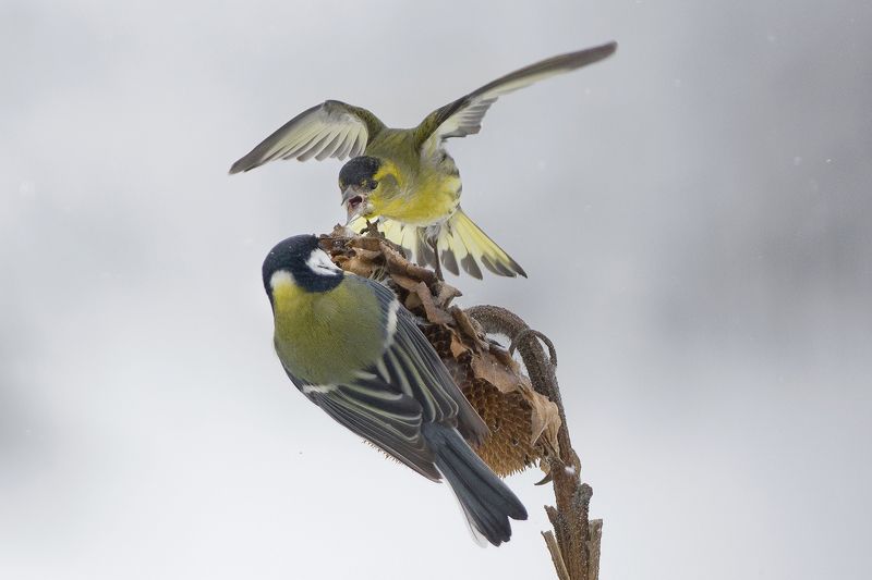 Спорphoto preview