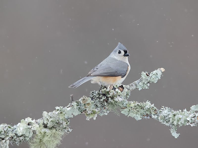tufted titmouse, острохохлая синица,  синица,  titmouse,  зима Tufted Titmouse -Острохохлая синицаphoto preview