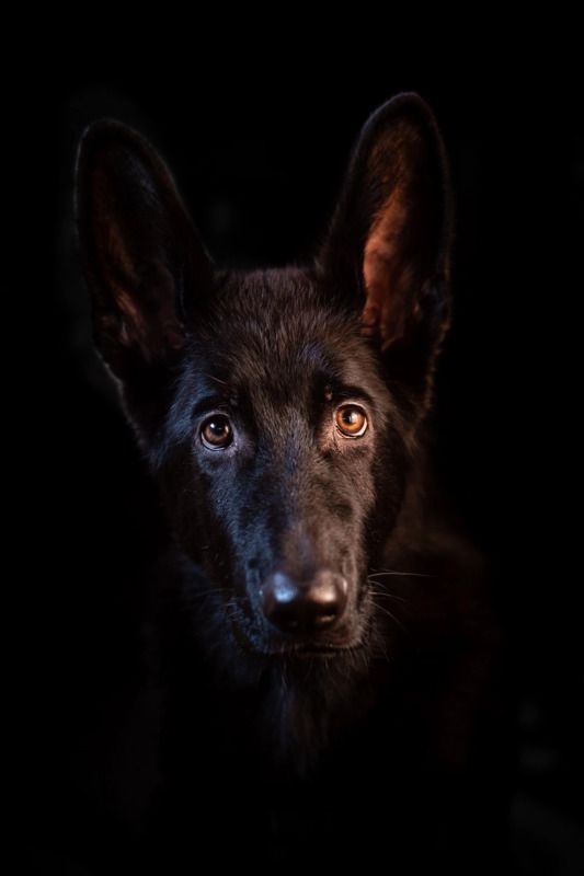 собака, овчарка, портрет, модель, чёрный Блек Хантерphoto preview