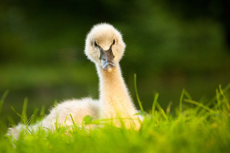 Black swanphoto preview