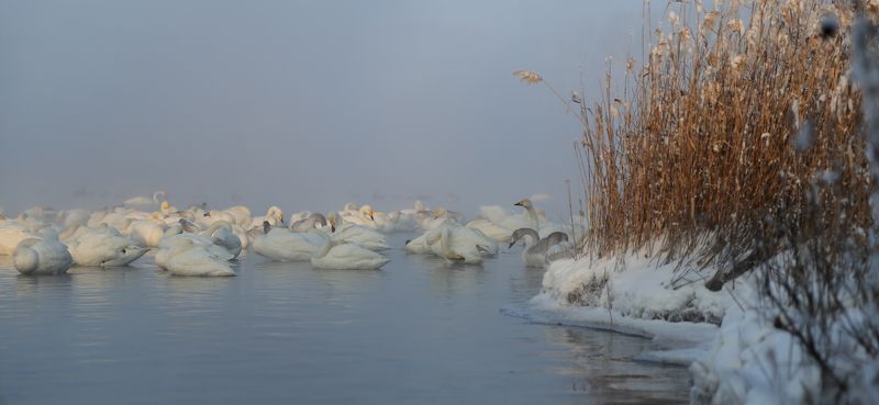 Алтайская зимовка фото превью