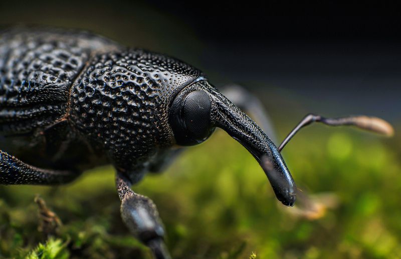 macro, insect, weevil, nature Weevilphoto preview