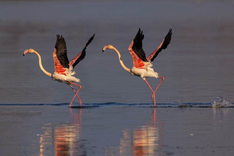 Fenicotteri rosaphoto preview