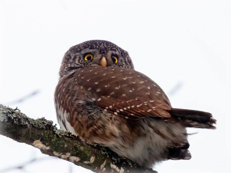 Задом наперед. Воробьиный сычикphoto preview