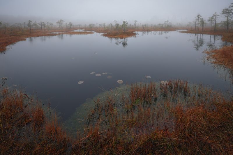 пейзаж, болото, осень, туман photo preview