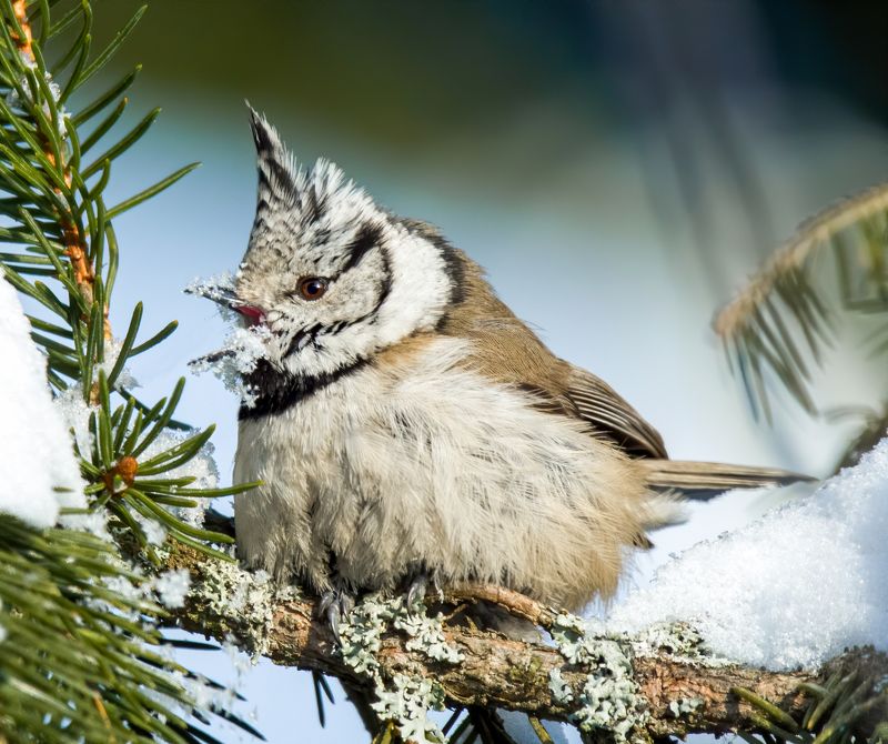crested tit, birds, birdwatching, wildlife, winter, зима, птицы, синица, гренадерка, фотоохота, природа photo preview