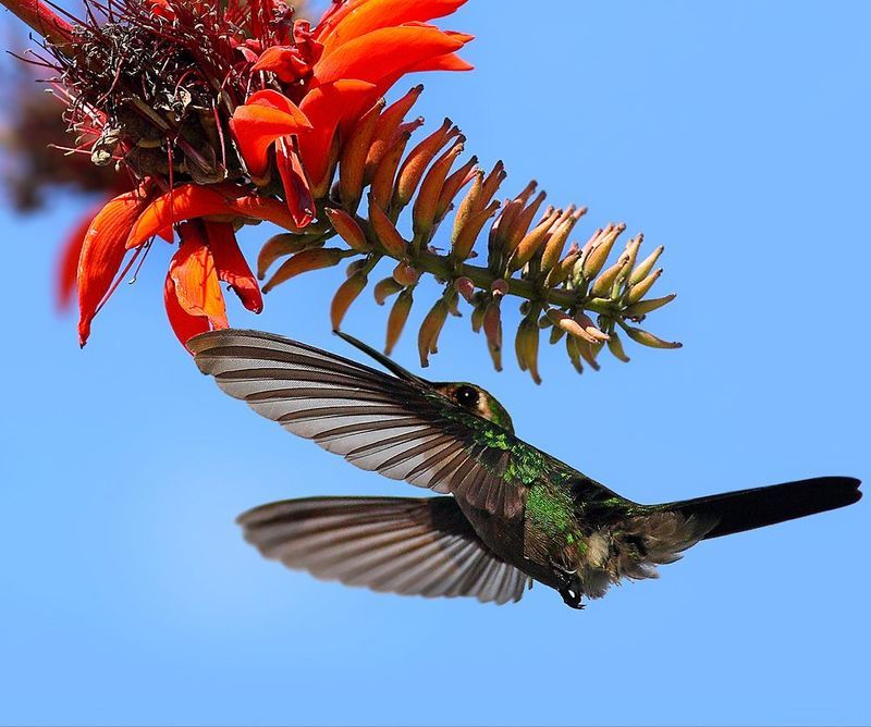 Зун-зунphoto preview