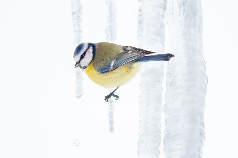 лазоревка, высокий ключ, зима, сосульки, холод ...photo preview
