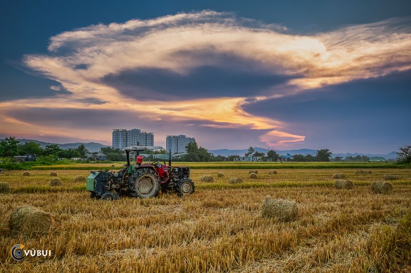 rice field, stubble remains, sky, giant cloud, sunset rice harvest sunsetphoto preview