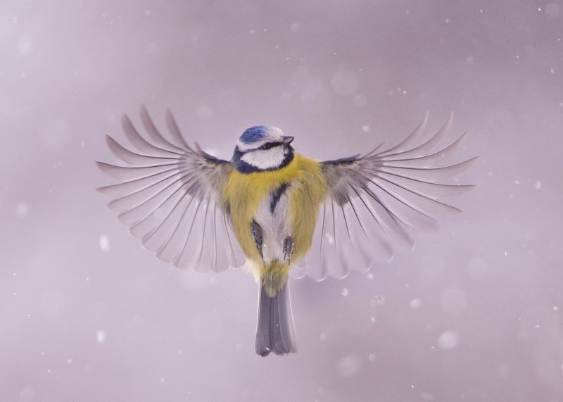 Синий в беломphoto preview