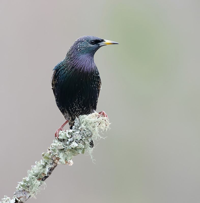 european starling, обыкновенный скворец, скворец, зима, starling European Starling -Обыкновенный скворецphoto preview