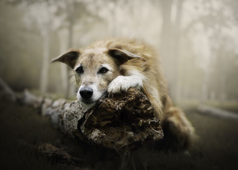 dark forestphoto preview