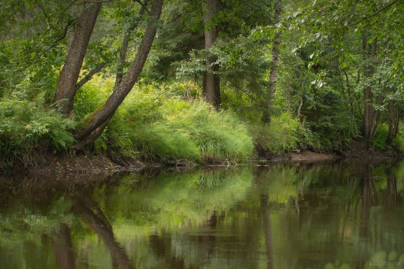 рощинка, линдуловская роща, лето, зелень, лес, карельский перешеек Лето на Рощинкеphoto preview