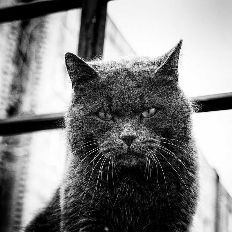 Городской бродягаphoto preview